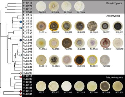 Fungal Traits Important for Soil Aggregation